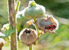 014 - käfer auf knospe